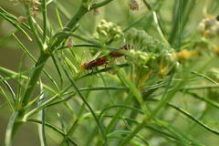 Oncopeltus fasciatus