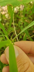 Leersia