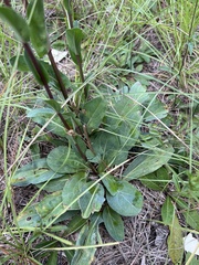 Carphephorus odoratissimus