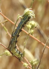 Heliothis