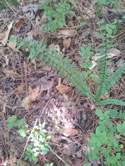 Asplenium platyneuron