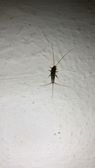 Ctenolepisma lineatum