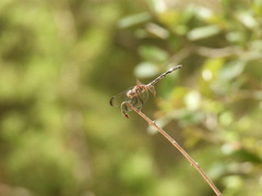 Dythemis velox