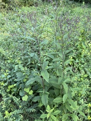 Vernonia noveboracensis