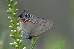 Calycopis isobeon