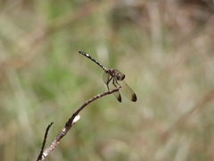 Dythemis velox