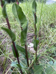 Carphephorus odoratissimus