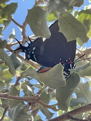 Atlides halesus