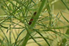 Oncopeltus fasciatus