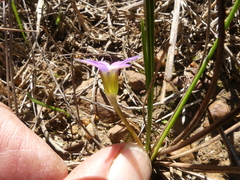 Romulea rosea