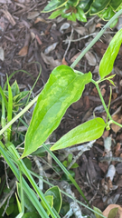 Smilax auriculata