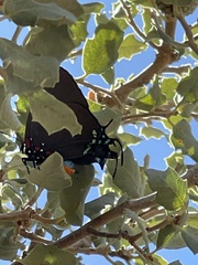 Atlides halesus