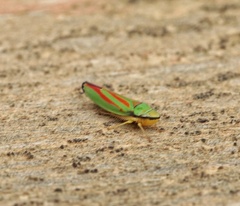 Graphocephala