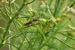 Oncopeltus fasciatus