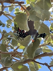 Atlides halesus