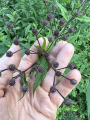 Vernonia noveboracensis
