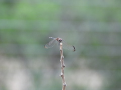 Dythemis velox