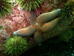 Lithothamnion
