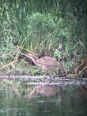 Botaurus lentiginosus