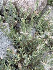Epilobium suffruticosum