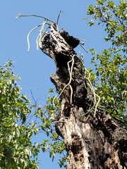 Selenicereus spinulosus