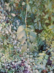 Forsythia × intermedia