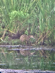 Botaurus lentiginosus