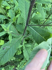 Vernonia noveboracensis