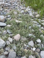Epilobium suffruticosum