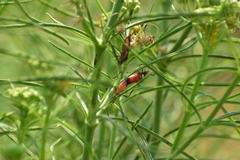 Oncopeltus fasciatus
