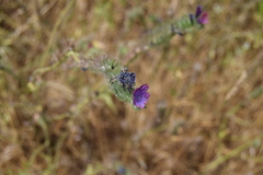 Echium