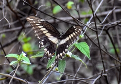 Papilio ornythion ornythion