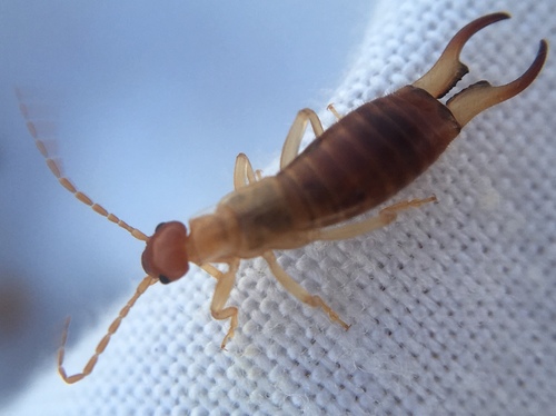 Lesne's Earwig