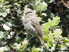 Loxops coccineus