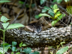 Papilioninae