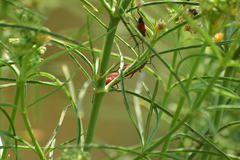 Oncopeltus fasciatus