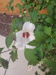 Hibiscus