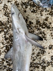 Carcharhinus sorrah
