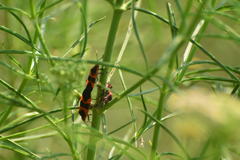 Oncopeltus fasciatus