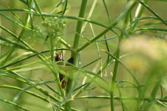 Oncopeltus fasciatus