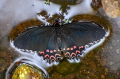 Parides photinus