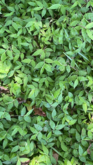 Oplismenus hirtellus