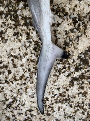 Carcharhinus sorrah