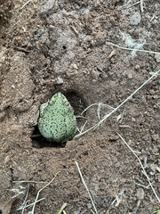 Anaxyrus debilis
