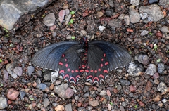 Parides photinus