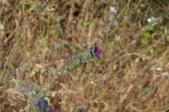 Echium