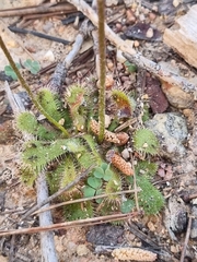 Drosera pauciflora