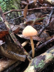Entoloma quadratum