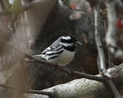 Setophaga nigrescens