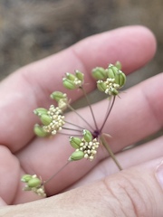 Perideridia kelloggii